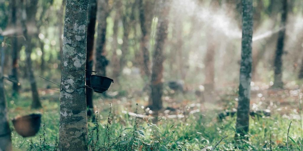 Natural rubber markets see sharp decline in recent weeks - Vimarsana News