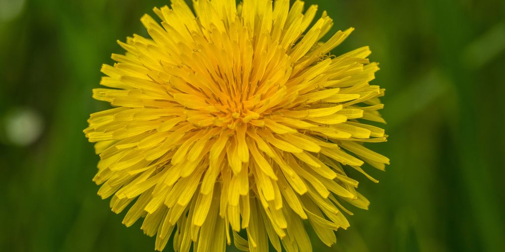 Goodyear, Defense Department moving on dandelion NR research - Vimarsana News