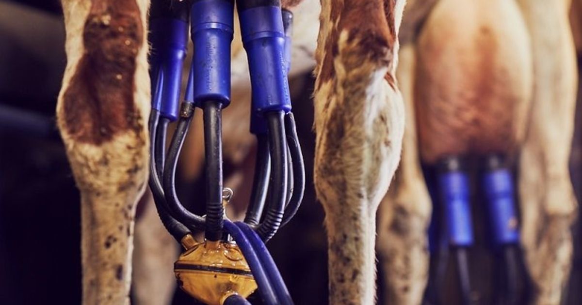 Avon Rubber completes divestment of dairy equipment unit Rubber News