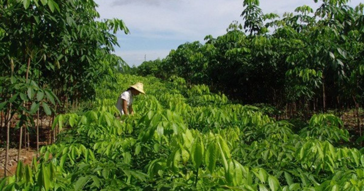 HainanRubbertargetsnaturalrubberprojectsinAfrica Rubber News