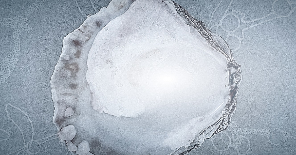 Biesterfeld markets oysters to enhance rubber sustainability - Vimarsana News