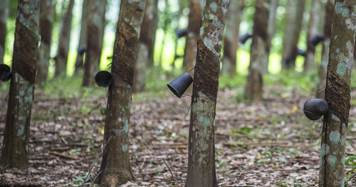 SAPH starts $200 million natural rubber expansion project in Ivory ...