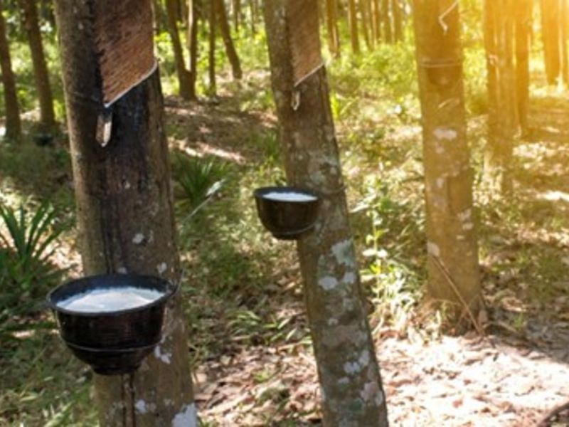 Hankook Tire joins natural rubber traceability project - Vimarsana News